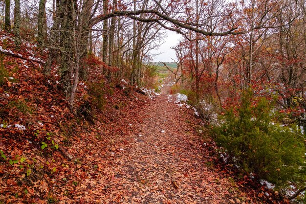 Foto herbstlandschaft mit schnee, weg der abgefallenen blätter von bäumen und schneebedeckten bergen. tejera negra park.