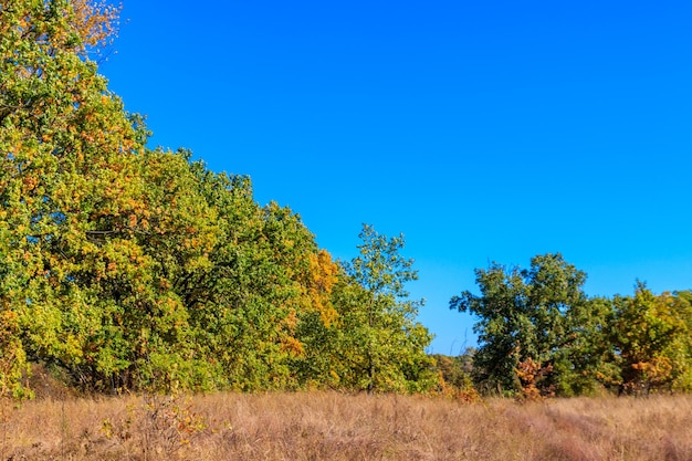 Herbstlandschaft mit trockener wiese und bunten fallbäumen