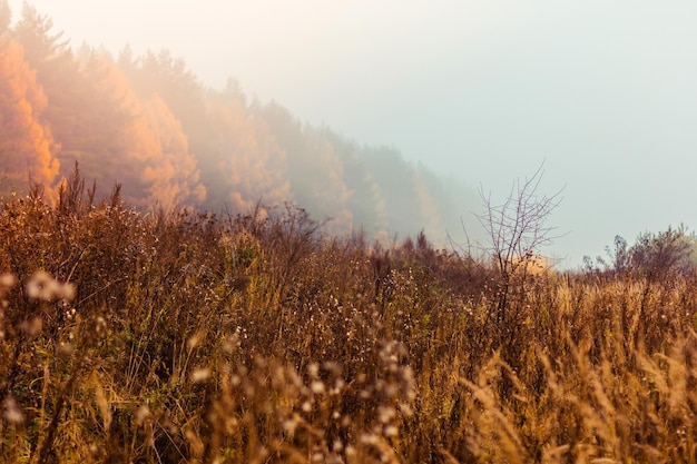 Herbstlandschaft mit Wald am nebligen Tag