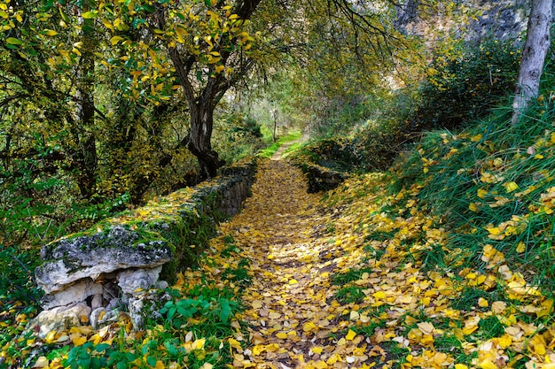 Herbstlandschaft mit Weg zwischen Bäumen und Holzzaun. Gefallene Blätter auf dem Boden. Spanien.