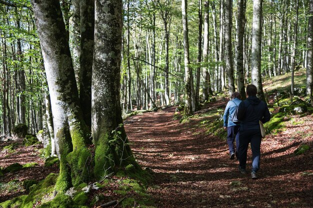 Herbstlandschaft mit zwei Wanderern, die zwischen Buchen im verzauberten Buchenwald von Urbasa spazieren gehen