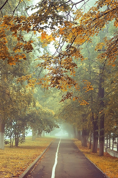 Herbstlandschaft Morgen im Nebel / Gasse im Stadtpark, neblige Landschaft in der Stadt, Bäume in der Stadt