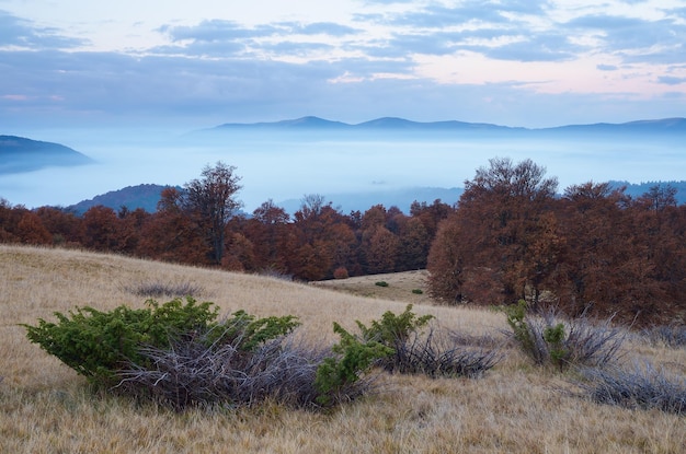 Herbstlandschaft. Morgendämmerung in den Bergen. Trockene Wacholderbüsche. Karpaten, Ukraine, Europa