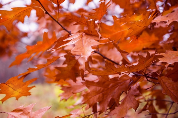 Herbstlandschaft Rote Eichenblätter im Herbst auf einem Ast im Vordergrund Herbstzeit