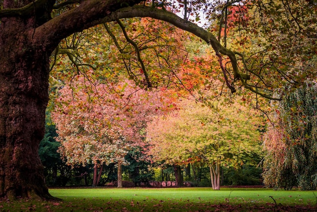 Herbstlandschaft schöne farbige Bäume