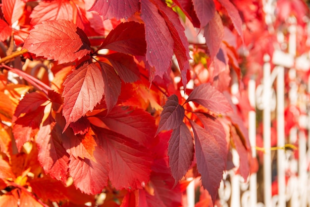 Herbstlandschaft