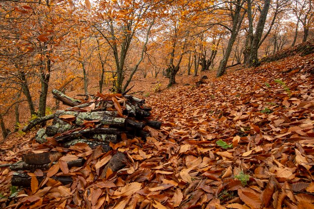 Herbstlandschaft