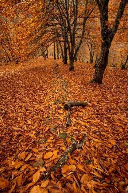 Herbstlandschaft