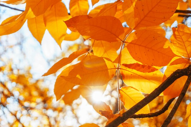 Herbstlandschaftspark Fallbaum verlässt Hintergrund