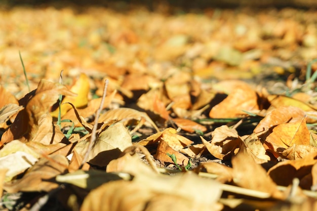 Herbstlandschaftspark Fallbaum verlässt Hintergrund