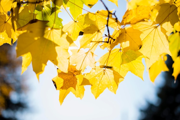 Herbstlaub Ahornblätter Herbst Hintergrund