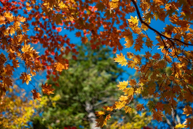 Herbstlaub am Baum Herbstsaison