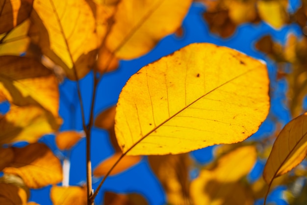 Herbstlaub am blauen Himmel Herbstsaison