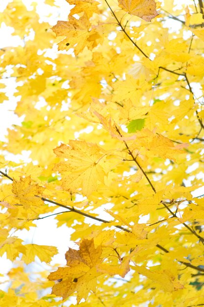 Herbstlaub am weißen Himmel