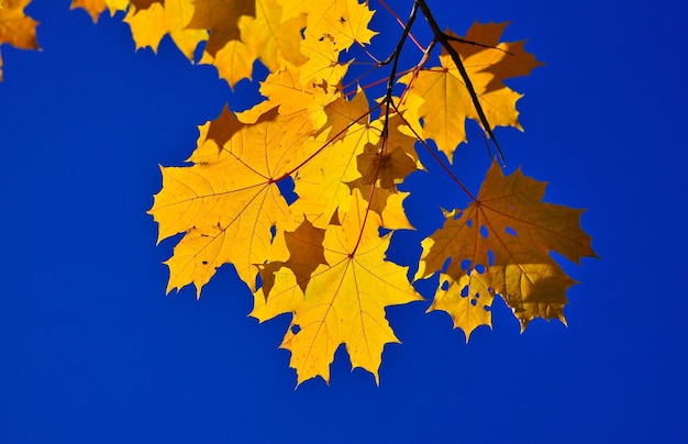 Herbstlaub an den Zweigen