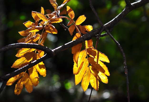 Herbstlaub an den Zweigen