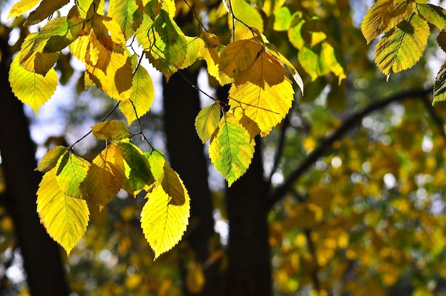 Herbstlaub an den Zweigen