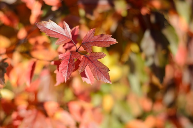 Herbstlaub an einem sonnigen Tag