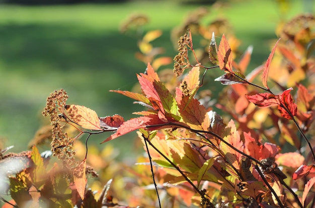 Herbstlaub an einem sonnigen Tag