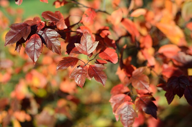 Herbstlaub an einem sonnigen Tag