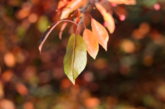 Herbstlaub an einem sonnigen Tag