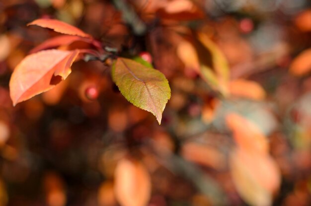 Foto herbstlaub an einem sonnigen tag