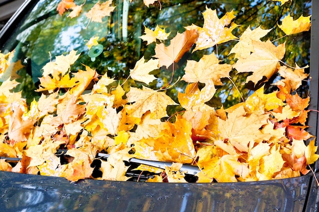 Herbstlaub auf blauer Motorhaube