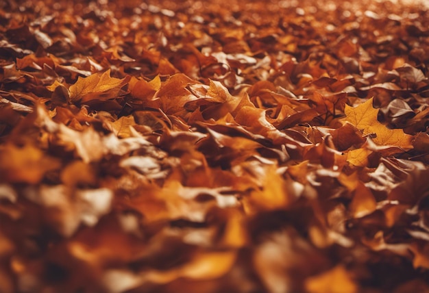 Herbstlaub auf dem Boden im Park