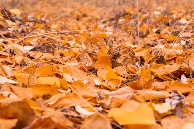 Herbstlaub auf dem Boden