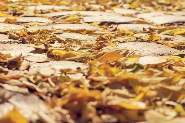 Herbstlaub auf dem Bürgersteig