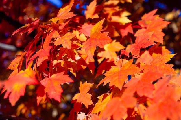 Herbstlaub auf den Bäumen Gelbe Ahornblätter Herbsthintergrund Blätter auf verschwommenem Hintergrund Natürlicher Hintergrund und Tapete