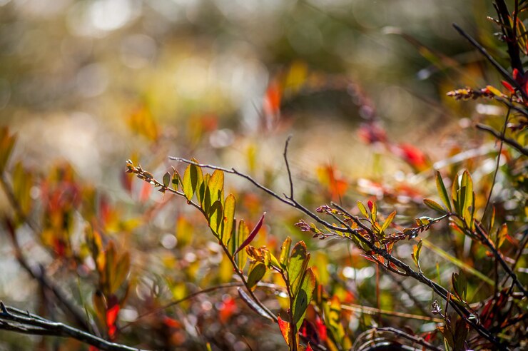 Foto herbstlaub auf der sonne und unscharfen kräutern.