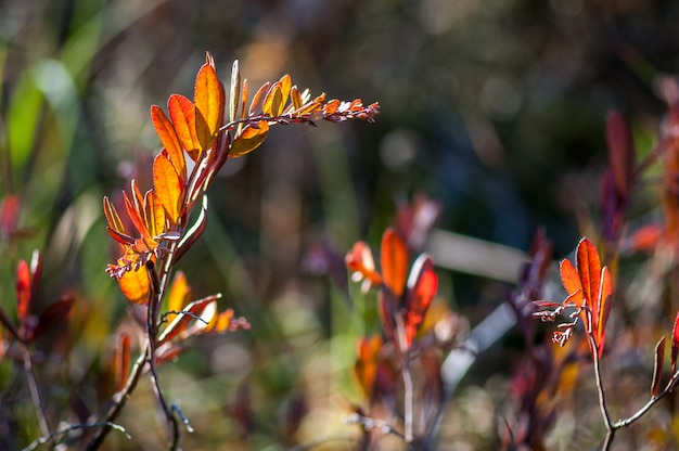 Herbstlaub auf der Sonne und unscharfen Kräutern.