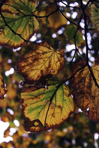 Herbstlaub auf einem schönen Fotografiehintergrund des Baums