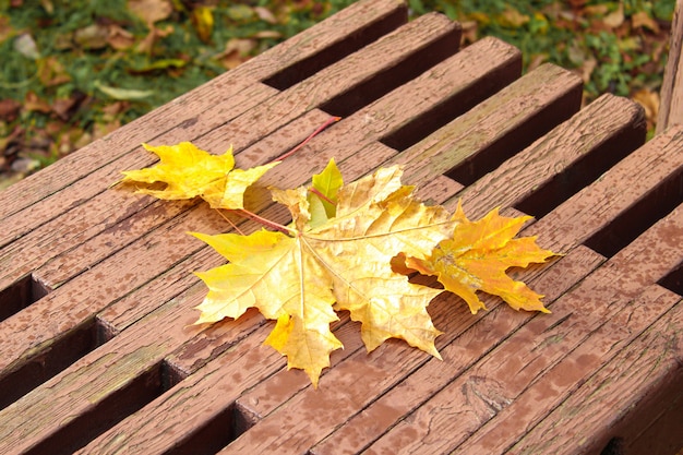 Herbstlaub auf einer Bank.