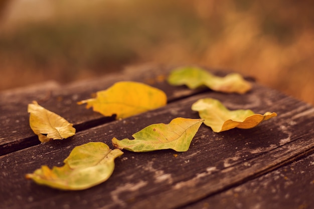 Herbstlaub auf einer Bank