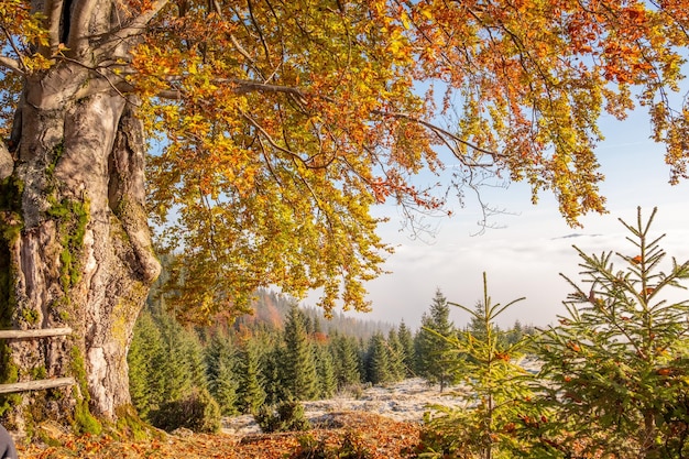 Herbstlaub auf einer großen Eiche im Hochland der Karpaten in der Ukraine