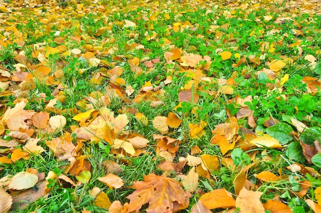 Herbstlaub auf Gras des Parks