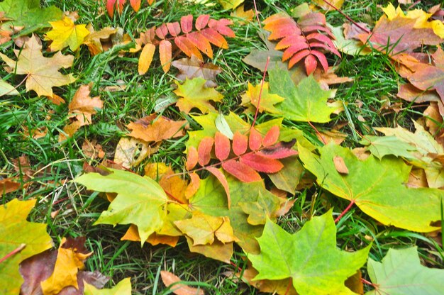 Herbstlaub auf Gras des Parks