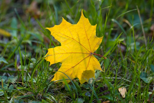 Herbstlaub auf Gras