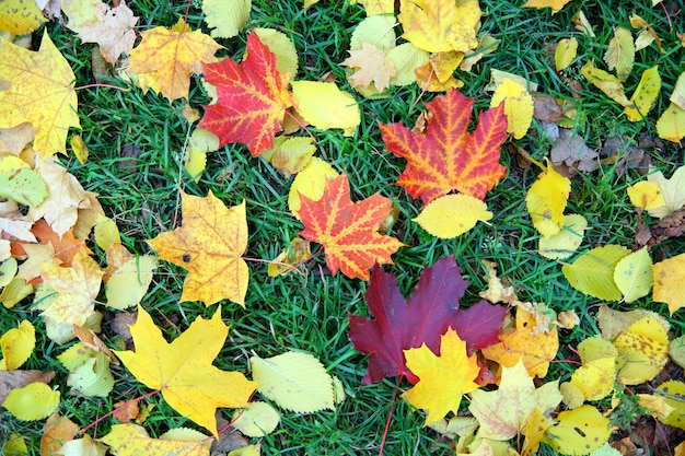 Herbstlaub auf Gras