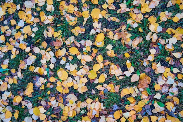 Herbstlaub auf grünem Gras für natürliche Hintergründe und Tapeten