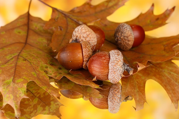 Herbstlaub auf hellem Hintergrund Makro Nahaufnahme