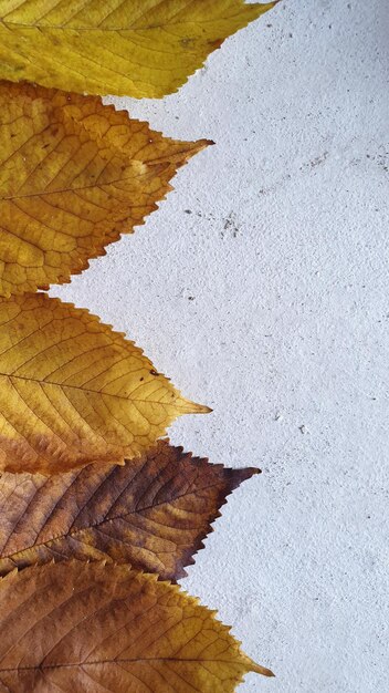 Foto herbstlaub auf konkretem hintergrund