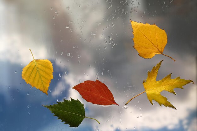 Herbstlaub auf nassem Glas bei Regenwetter