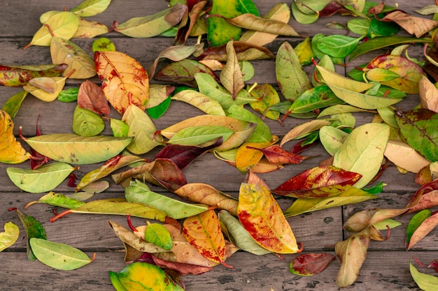 Herbstlaub auf natürlich