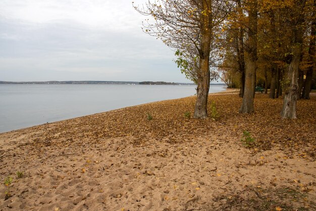 Herbstlaub auf Sand am Ufer des Sees