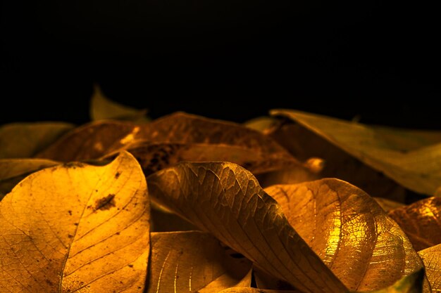 Herbstlaub auf schwarzem Hintergrund