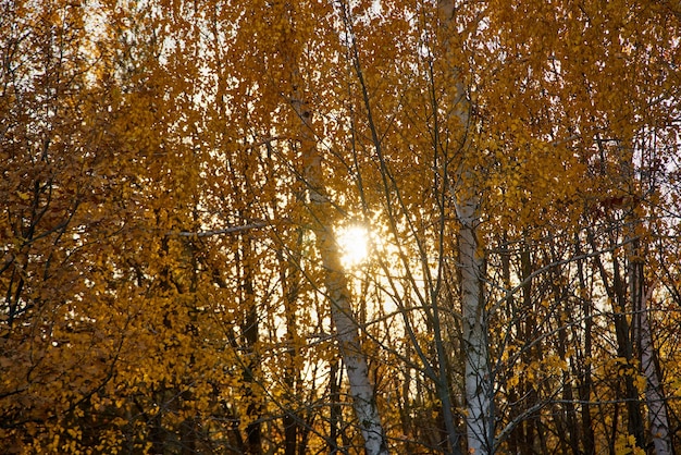 Herbstlaub bei Sonnenuntergang im Wald