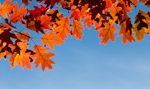 Herbstlaub Buntes Laub im Park Herbstsaison-Konzept Ahornblätter mit verschwommenem blauem Hintergrund